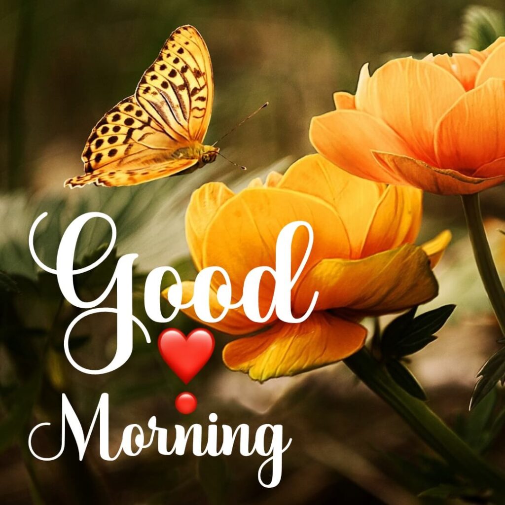 Good Morning Images HD 1080p download